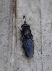 Hermetia sexmaculata