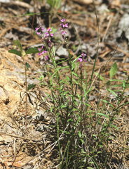 Polygala polygama obtusata