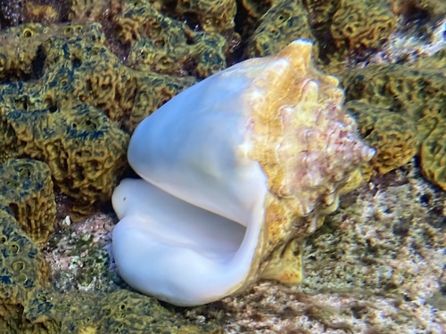 Photo of Milk conch (Lobatus costatus)