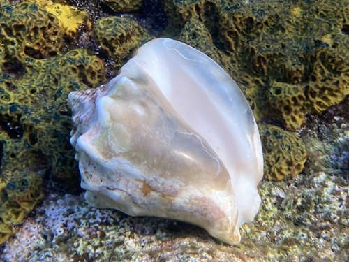Photo of Milk conch (Lobatus costatus)