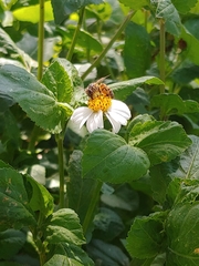 Apis mellifera