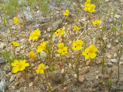 Erythranthe carsonensis