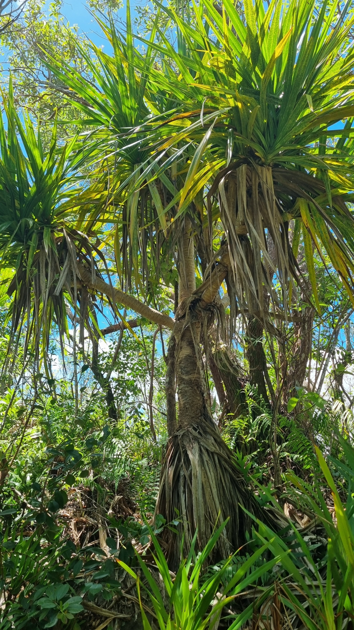 Imagem de Pinheiro-de-madagascar