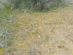 Erythranthe carsonensis