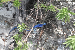 Cnemidophorus espeuti