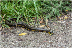 Helicops infrataeniatus