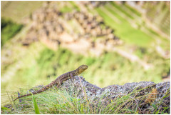 Stenocercus crassicaudatus