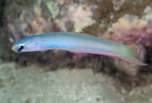 Lyretail dartfish (Ptereleotris monoptera) — Microdesmidae — 3