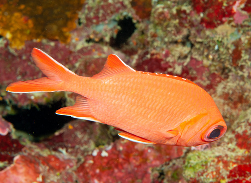 Whitetip soldierfish (Myripristis vittata) — Holocentridae
