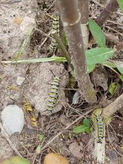 Danaus gilippus