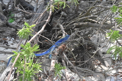 Cnemidophorus espeuti