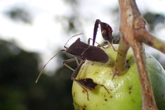 Leptoglossus concolor image