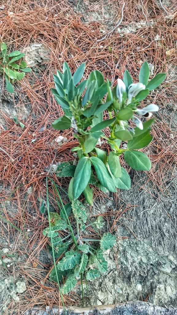 Vicia faba, 89063 Melito di Porto Salvo RC, Italia