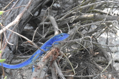 Cnemidophorus espeuti