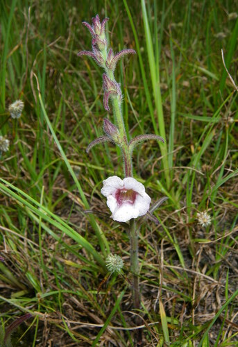Centranthera hispida (Centranthera hispida)