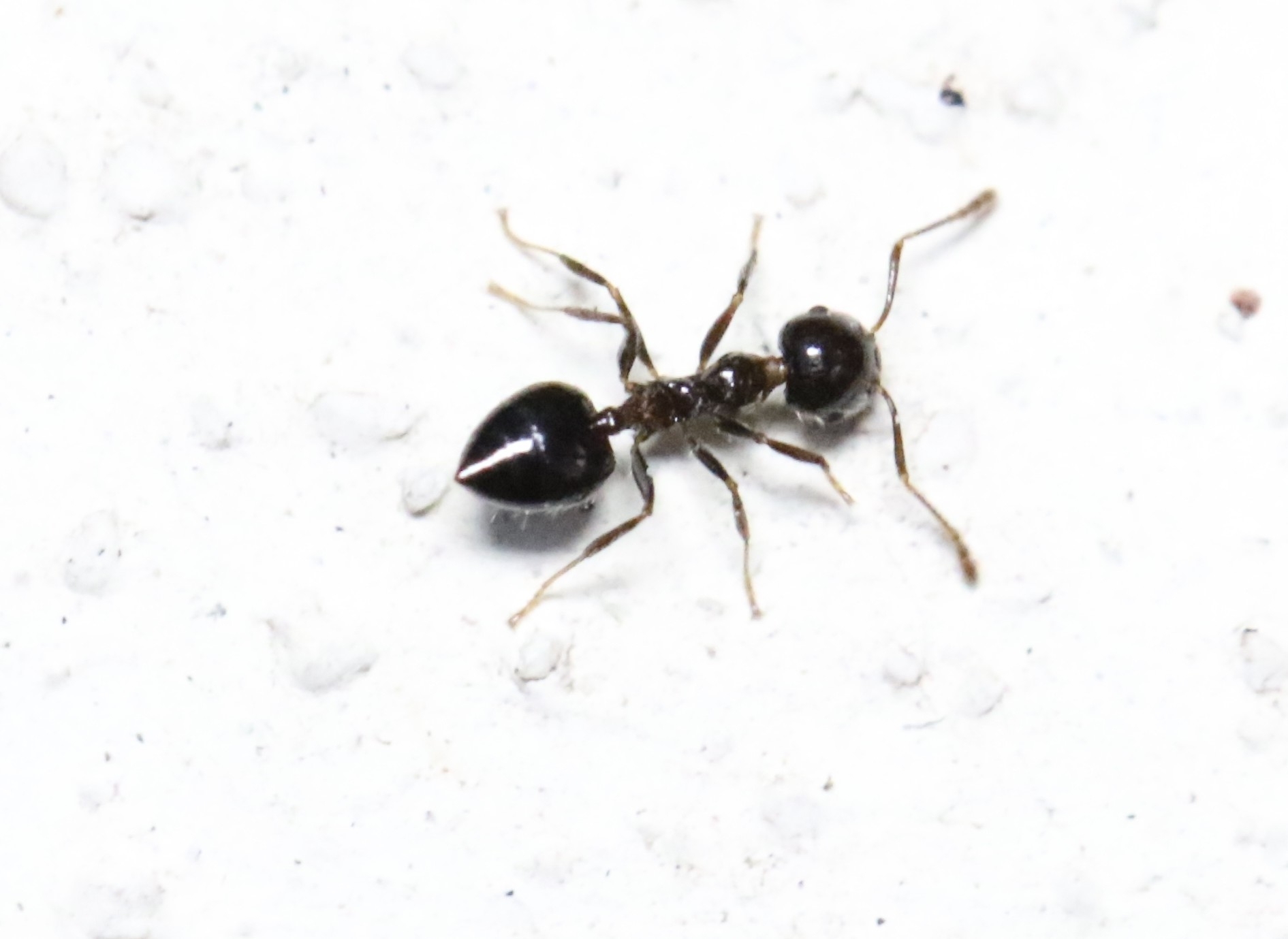 Crematogaster ferrarii