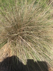 Muhlenbergia lindheimeri