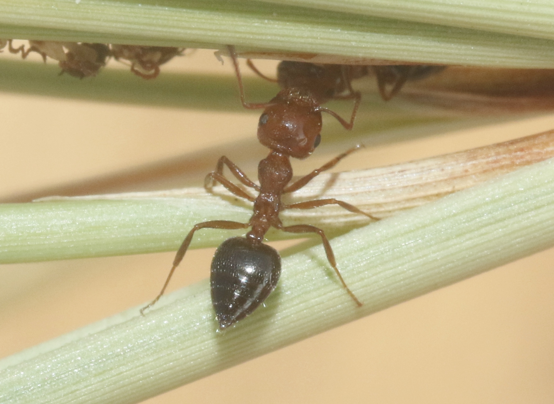 Crematogaster aegyptiaca