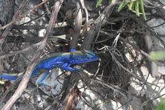 Cnemidophorus espeuti