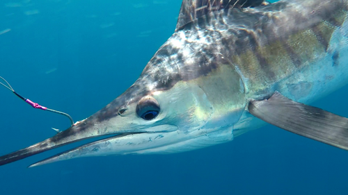 Barred marlin (Kajikia audax) — Istiophoridae — 4