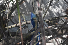 Cnemidophorus espeuti