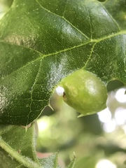 Callirhytis perfoveata