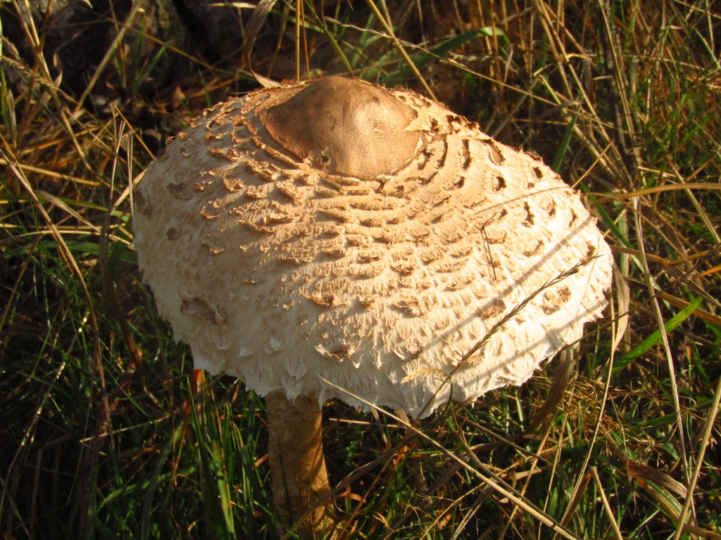 Parasol from Ивановский р-н, Ивановская обл., Россия on October 3, 2020 ...