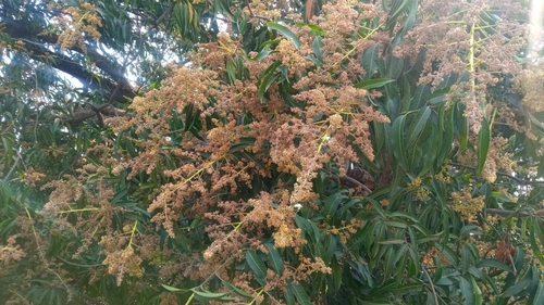 Indian mango