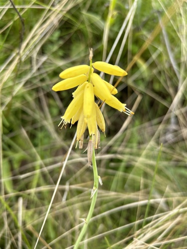 Yellow Berg Poker (Kniphofia fibrosa)