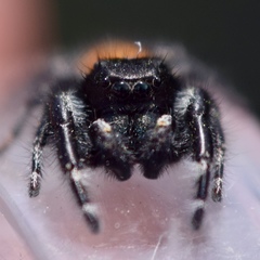 Phidippus johnsoni