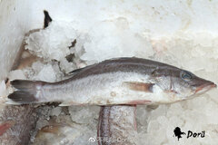 Saw-Edged Perch photo 1