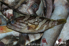 Oblique-Banded Grouper photo 4