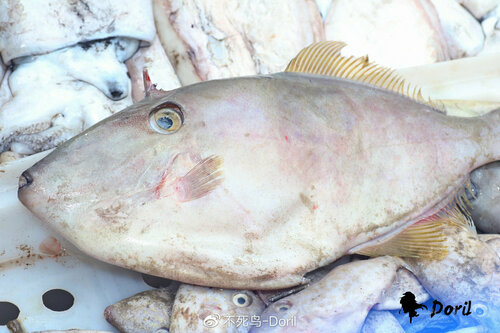 Thamnaconus septentrionalis