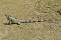 Iguana iguana