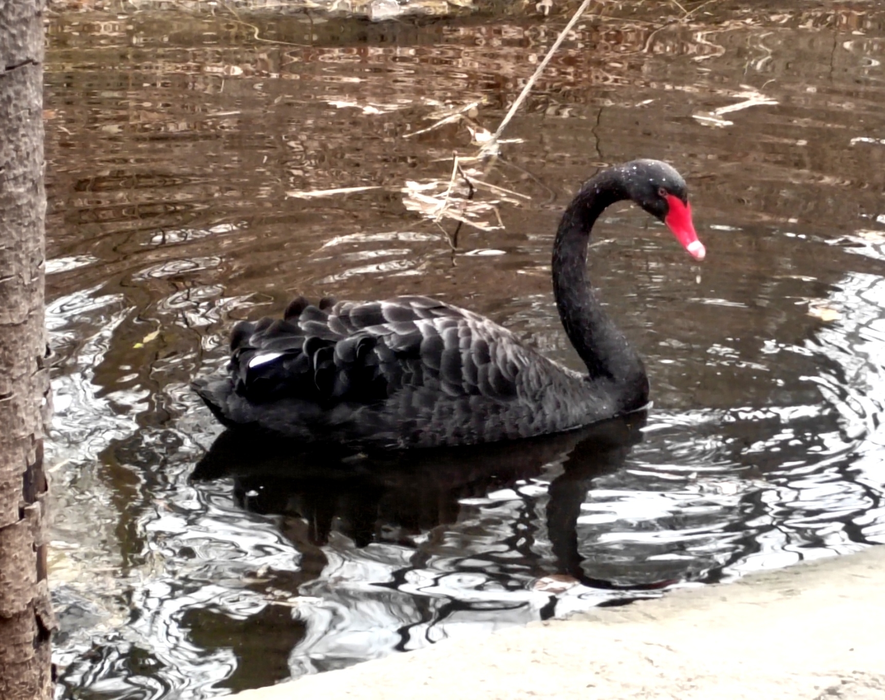 Black Swan