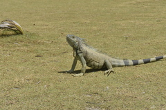 Iguana iguana