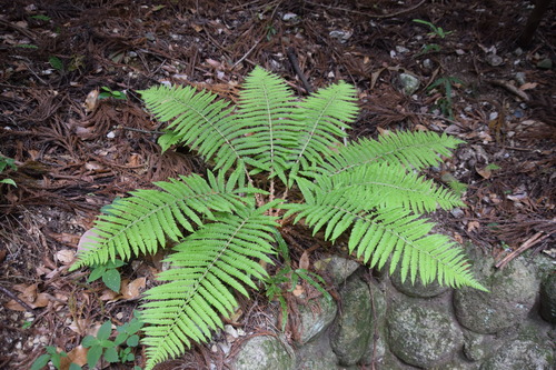 Polystichum retrosopaleaceum iNat (1)