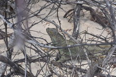 Iguana iguana