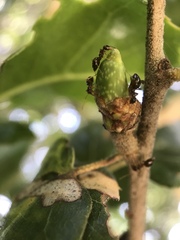 Callirhytis carmelensis