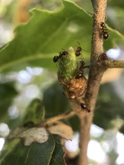 Callirhytis carmelensis