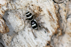 Salticus austinensis