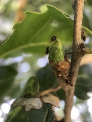 Callirhytis carmelensis