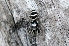 Salticus austinensis