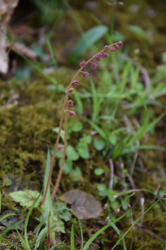 Mitella stylosa iNat (2)