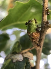 Callirhytis carmelensis