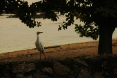 Bubulcus ibis