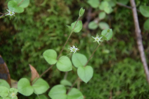 Stellaria uchiyamana iNat (3)