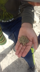 Anaxyrus californicus