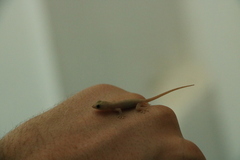 Hemidactylus frenatus