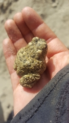 Anaxyrus californicus